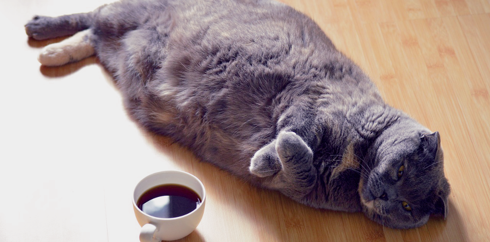 OMSAG-Gesundheitstag: Kaffee gegen Trägheit am frühen Morgen OMSAG-Gesundheitstag: Kaffee gegen Trägheit am frühen Morgen